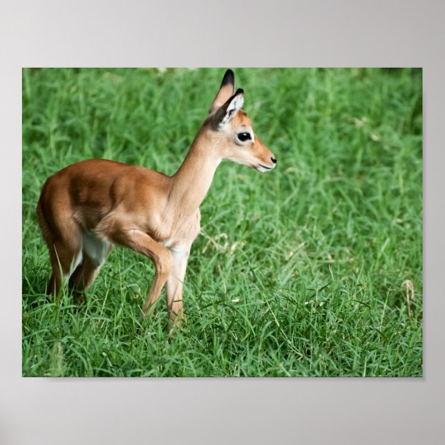 Baby Impala Poster (Front)