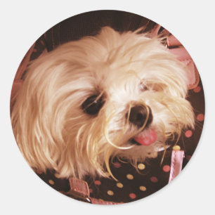 Baby in a Bag Maltese Puppy Classic Round Sticker
