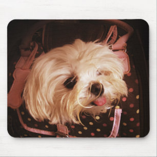 Baby in a Bag Maltese Puppy Mouse Pad
