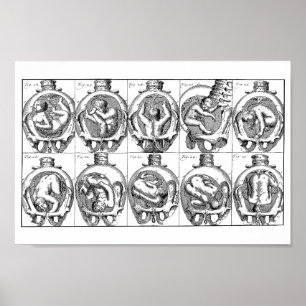 Baby in womb Vintage Midwife anatomy illustration  Poster