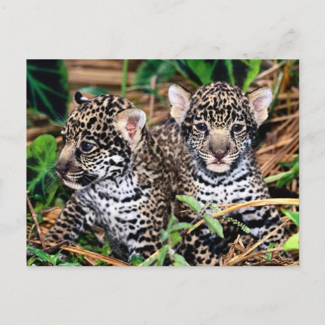 Baby Jaguar Cubs Postcard (Front)