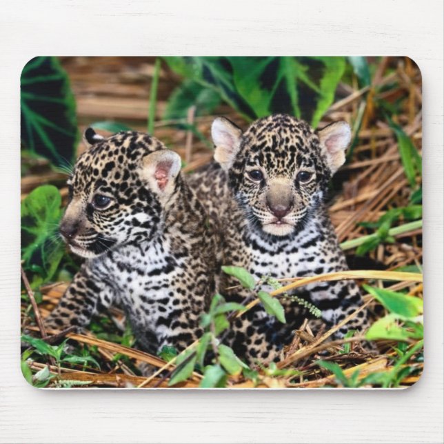 Baby jaguars mouse pad (Front)