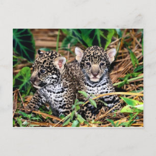 Baby jaguars postcard