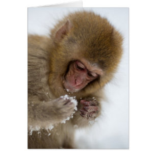 Baby Japanese Macaque Snow Monkey