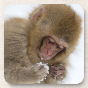 Baby Japanese Macaque   Snow Monkey Coaster