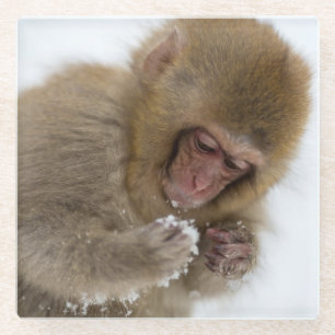 Baby Japanese Macaque   Snow Monkey Glass Coaster
