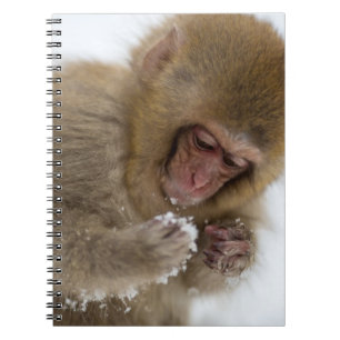 Baby Japanese Macaque Snow Monkey Notebook