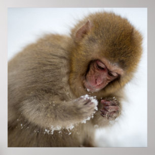 Baby Japanese Macaque   Snow Monkey Poster