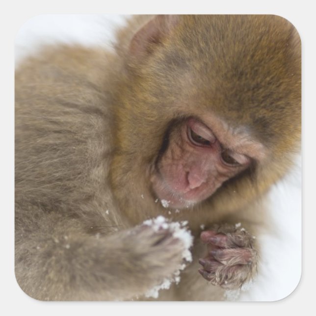 Baby Japanese Macaque | Snow Monkey Square Sticker (Front)