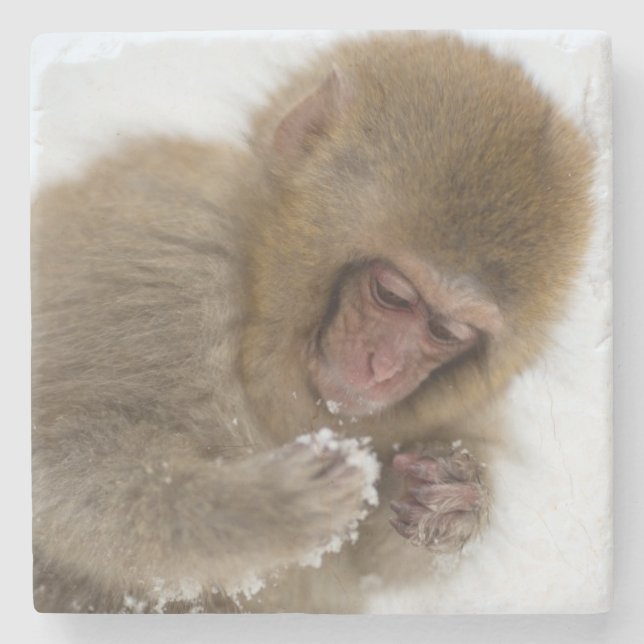 Baby Japanese Macaque | Snow Monkey Stone Coaster (Front)