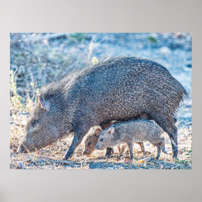 Baby Javelina Pigs And Mother In South Texas Poster (Front)