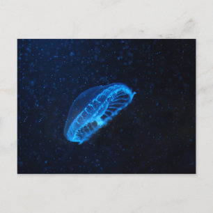 baby jelly fish postcard