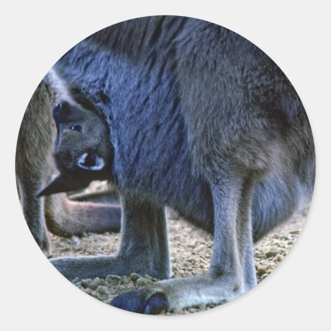 Baby kangaroo in mother's pouch - Australia Classic Round Sticker (Front)