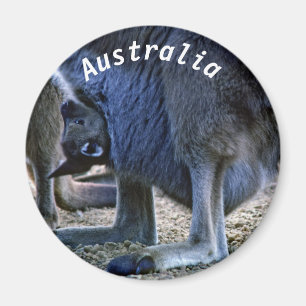 Baby kangaroo in mother's pouch - Australia Magnet