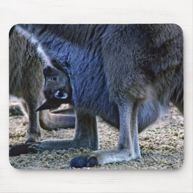 Baby kangaroo in mother's pouch - Australia Mouse Pad (Front)