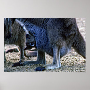 Baby kangaroo in mother's pouch - Australia Poster