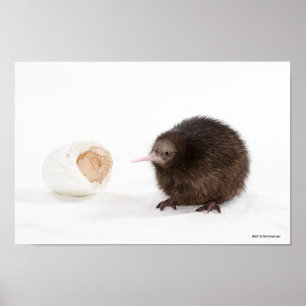 Baby Kiwi Bird Hatched from Egg Poster