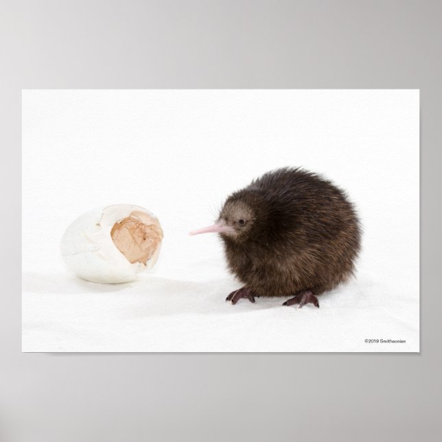 Baby Kiwi Bird Hatched from Egg Poster (Front)