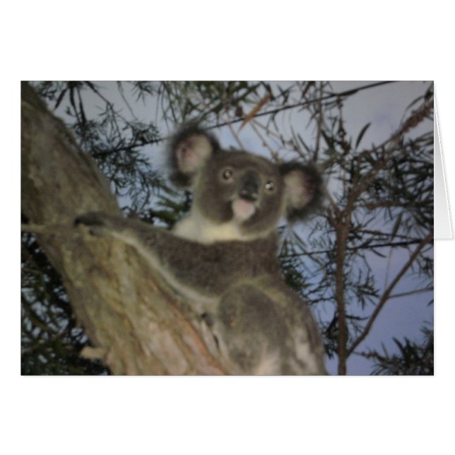 Baby Koala Card (Front Horizontal)