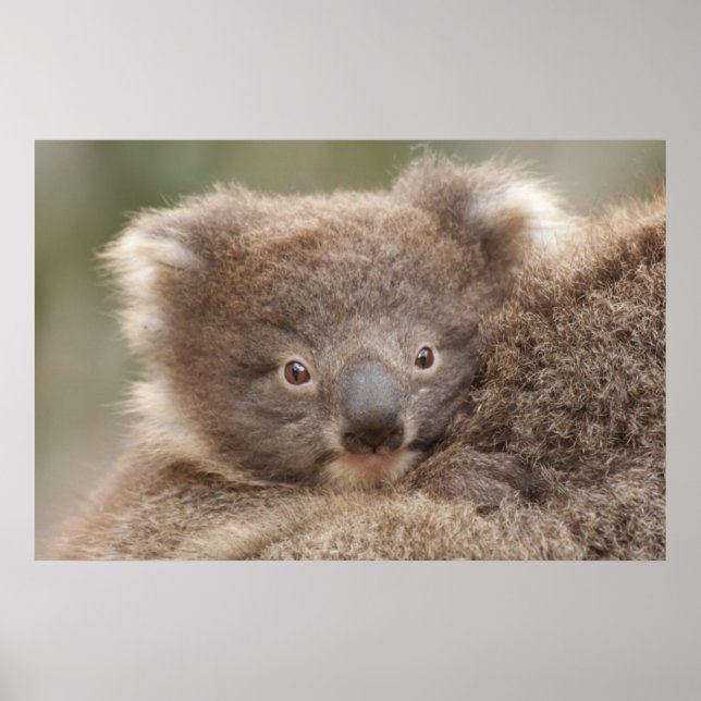Baby Koala Poster (Front)