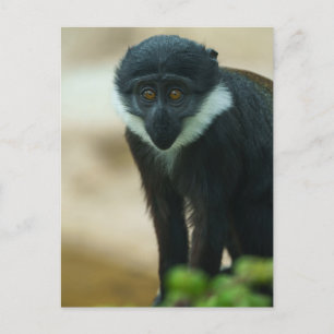Baby L’Hoest Monkey Tapestry Postcard