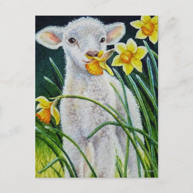 Baby Lamb and Spring Daffodils Watercolor Art Post Postcard (Front)