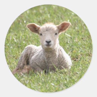 Baby Lamb Classic Round Sticker