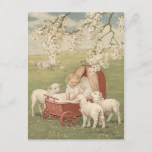 Baby Lamb Dogwood Tree Field Postcard
