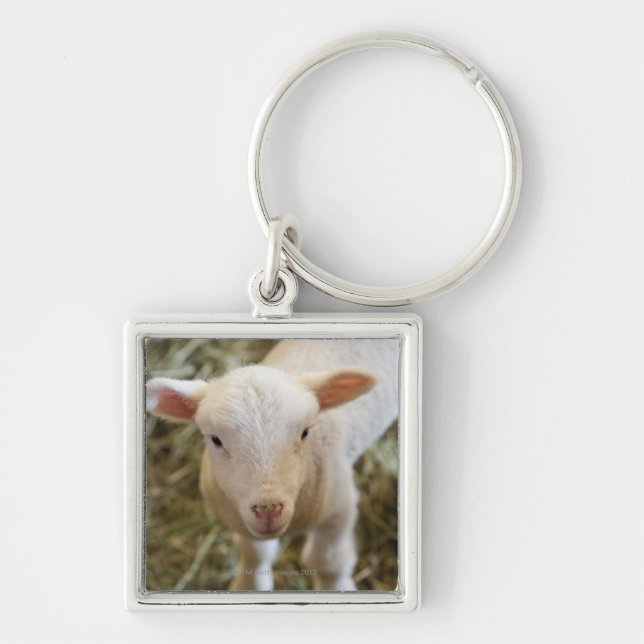 Baby Lamb Key Ring (Front)