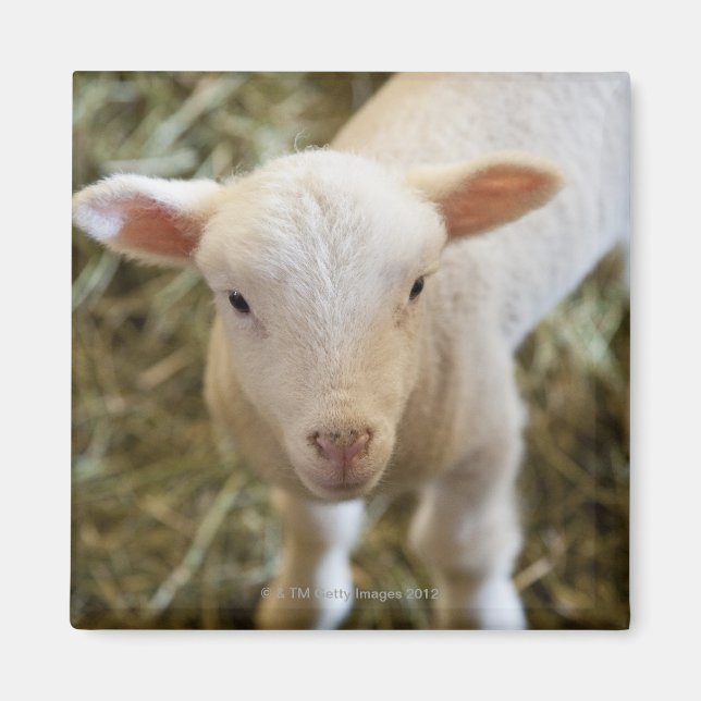 Baby Lamb Magnet (Front)