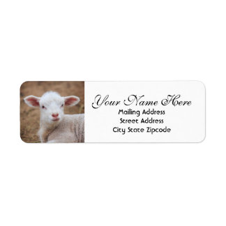 Baby Lamb Return Address Return Address Label