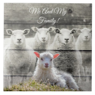 Baby Lamb Sheep Flock Ceramic Tile