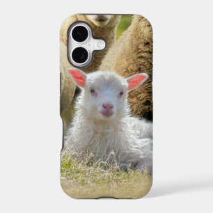 Baby Lamb Sheep Herd Flock