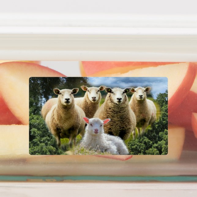 Baby Lamb Sheep Herd Flock (Affixed)