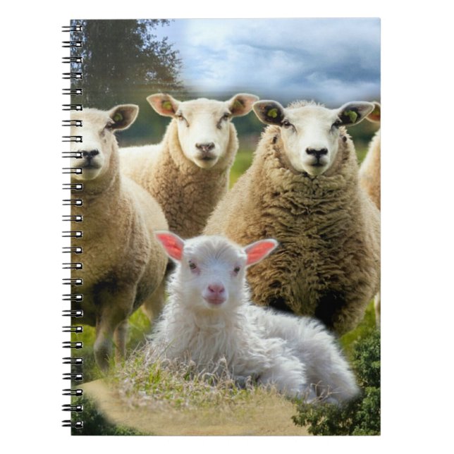 Baby Lamb Sheep Herd Flock Notebook (Front)