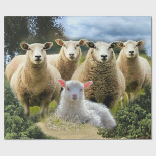 Baby Lamb Sheep Herd Flock Wrapping Paper
