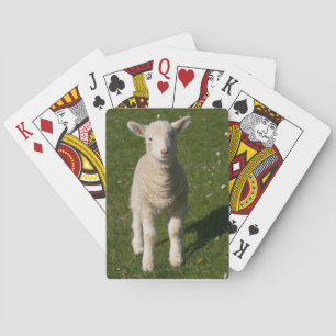 Baby Lamb Sheep Playing Cards