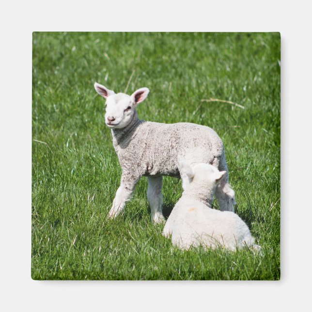 Baby Lambs Magnet (Front)