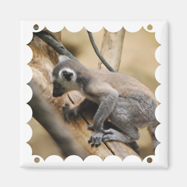 Baby Lemur  Magnet (Front)