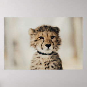 BABY LEOPARD POSTER