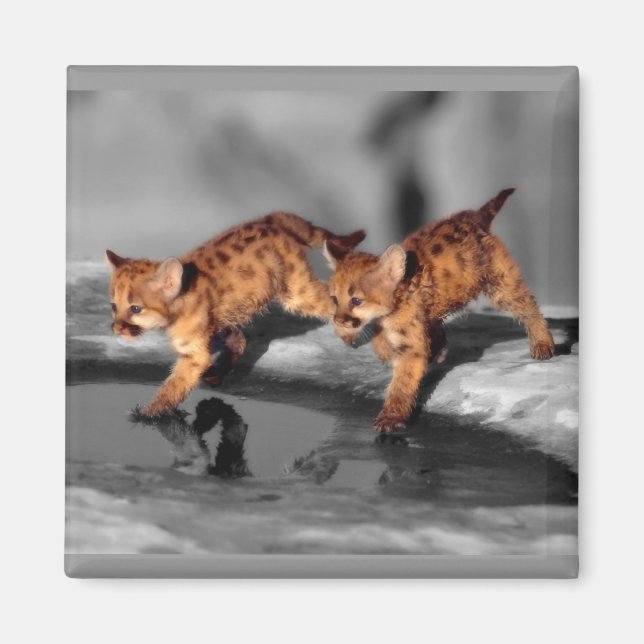 Baby Leopards Magnet (Front)