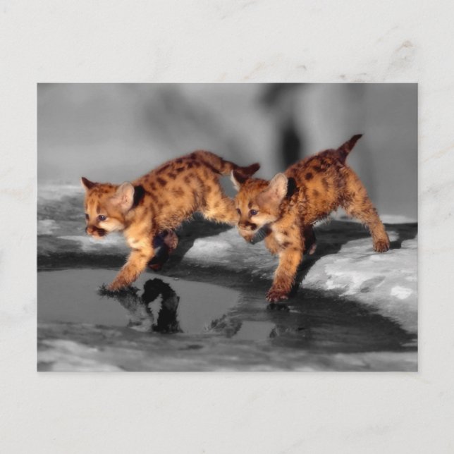 Baby Leopards Postcard (Front)