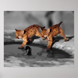 Baby Leopards Poster