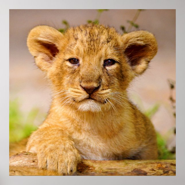Baby Lion Cub Poster (Front)