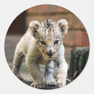 Baby lion prowler classic round sticker