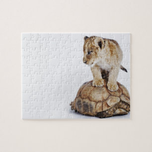 Baby lion standing on tortoise, white background jigsaw puzzle