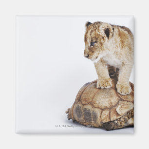 Baby lion standing on tortoise, white background magnet