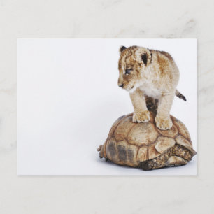 Baby lion standing on tortoise, white background postcard