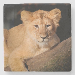 Baby Lion Stone Coaster