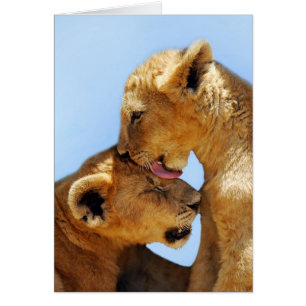 Baby lions love